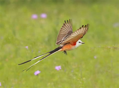 Oklahome State Bird Scissor Tailed Flycatcher All We Know