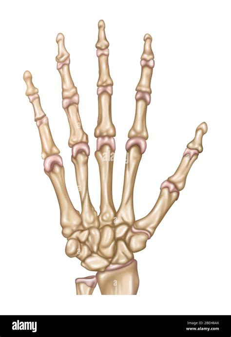 Skeleton Hands Anatomy