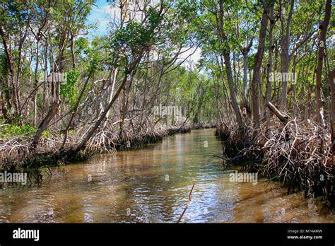 Mangrove Swamps Around Everglades City In South Florida Usa Stock Photo