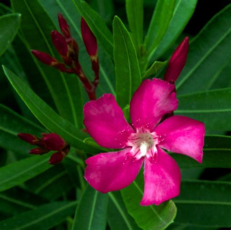 Oleander | A Naturalist's Journal