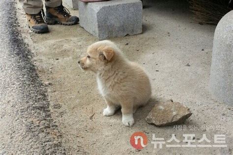 멍냥이 잔혹사 ① 해마다 10만 유기동물은 어디서 왔나