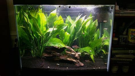 Amazon Sword (Echinodorus Grisebachii) Care In Aquariums