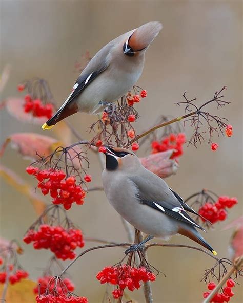 Bohemian Waxwing Byjensstahl Birdsonearth Bird Pictures