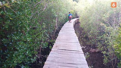 Mengenang Perjuangan Baba Akong Sang Penyelamat Hutan Mangrove