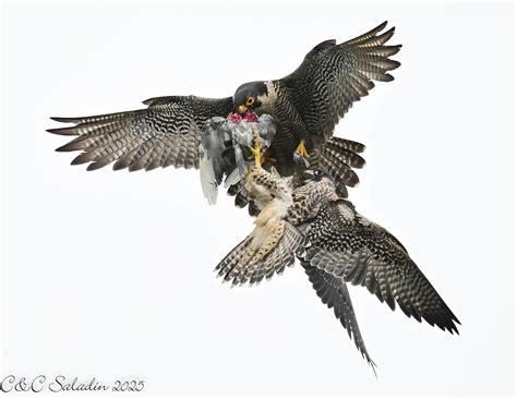 Lansing Michigan Peregrine Falcons - 5/20/2016 For a second there I