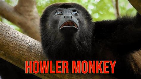 Howler Monkey Youtube