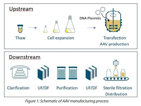 Overcoming Obstacles Downstream Bioprocessing Of Aav Gene Therapy