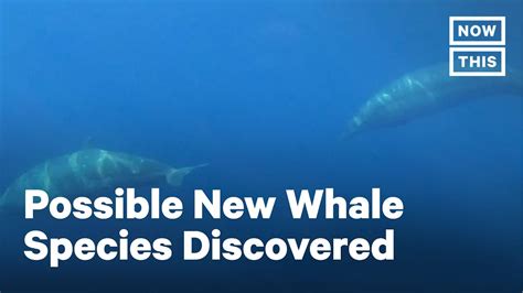 New Whale Species Discovered Off The Coast Of Mexico Nowthis Youtube