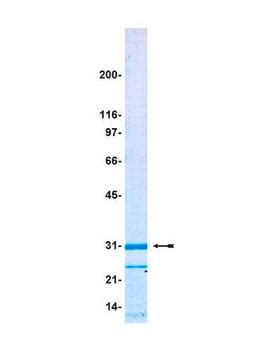 Gfp Clone Gfp Ascites Fluid Sigma Aldrich