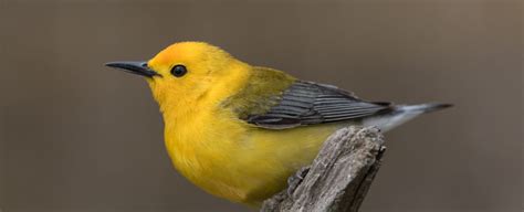 Black Throated Green Warbler Female Fall Jeremy Meyer Photography