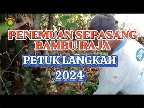 Penemuan Sepasang Bambu Raja Petuk Langkah Youtube