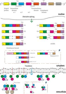 Frontiers Hla G An Important Mediator Of Maternal Fetal Immune Tolerance