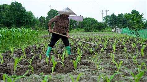 农民地里摄影图片 农民地里摄影作品 千库网