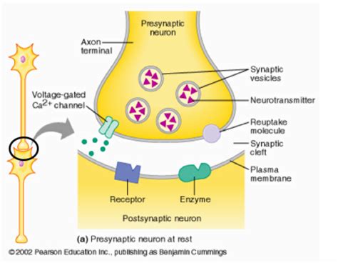 Synapses Flashcards Quizlet