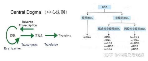 一文了解单细胞rna测序原理 知乎