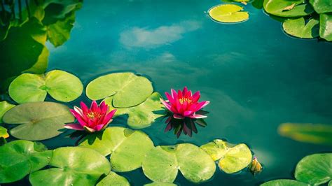 Lily Pad Wallpapers Top Free Lily Pad Backgrounds Wallpaperaccess