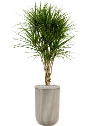 Dracaena Marginata Donica Baq Vertical Rib System Vulkastrat