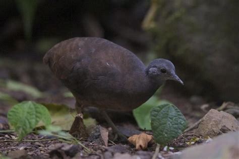 Inhambu Pixuna Caracter Sticas Habitat Reprodu O E Alimenta O