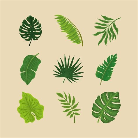 Premium Vector Set Of Tropical Leaves