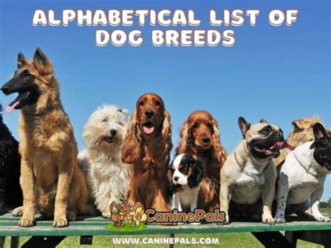 Dog Breeds Alphabetical Dogs A To Z Canine Pals