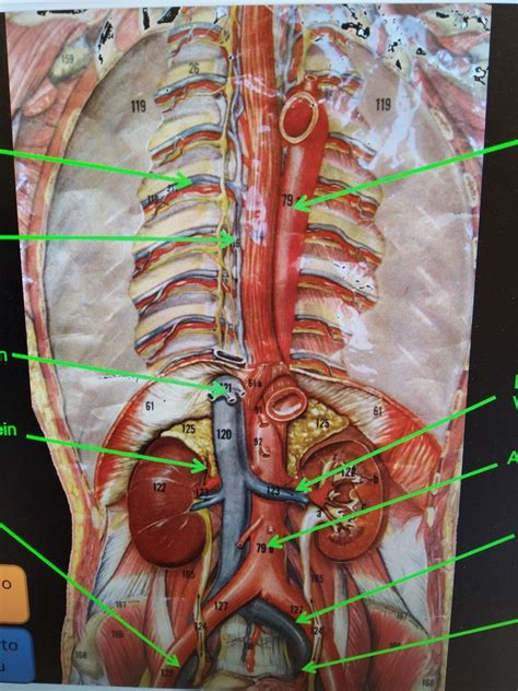 Abdominal Diagram Label 3 Diagram Quizlet