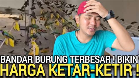 Miris Pasar Lagi Sepi Harga Jual Anjlok Bikin Bandar Burung Obral