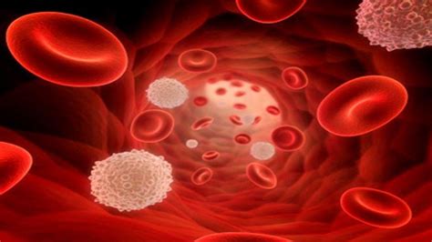 Blood Cells Wallpapers - Top Free Blood Cells Backgrounds - WallpaperAccess