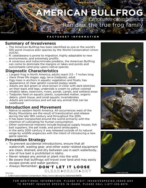 American Bullfrog Factsheet — Invasive Species Of Idaho