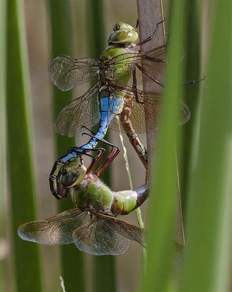 Two Blue And Green Dragonflies Sitting On Top Of Each Other S Wings In