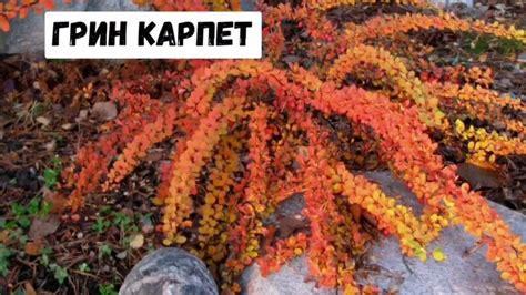 Декоративный кустарник Барбарис, подробно с названиями. Виды, сорта ...