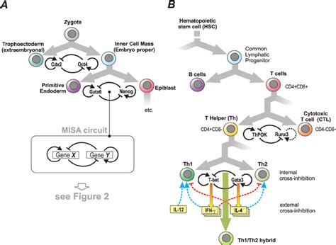 Binary Cell Fate Decisions In Development Examples Of Polarization Of