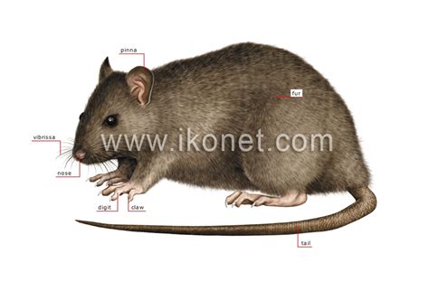 Animal Kingdom Rodents And Lagomorphs Rodent Skeleton Of A Rat