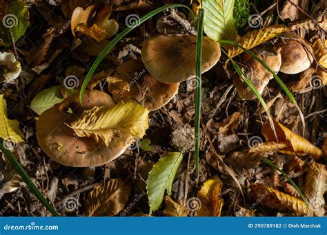 Gymnopus Hariolorum Mushrooms On The Old Stump Stock Photo Image Of