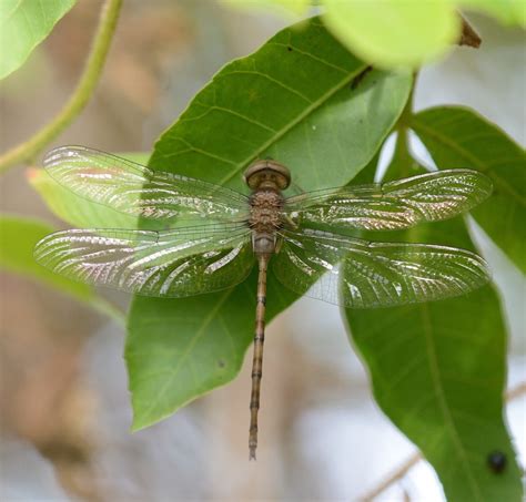 Réf 223299 — Insecta Odonata Libellulidae Zyxomma Petiolatum