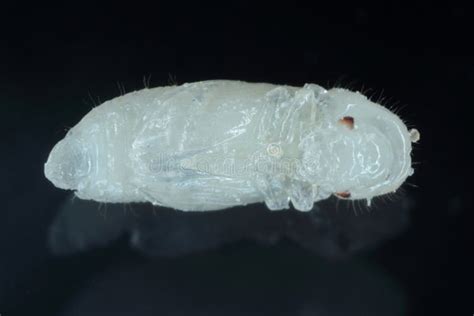 Pupa of Rhyzopertha Dominica Commonly As the Lesser Grain Borer Stock ...