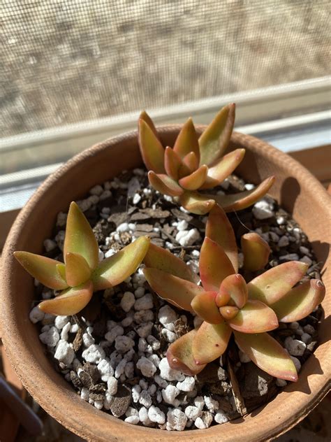 The Leaves On My Sedum Are Turning White And Falling Off Im Pretty