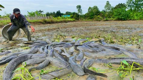 OMG Fan Fisherman Skills Catch Catfish A Lot Of In Mud In The Fields