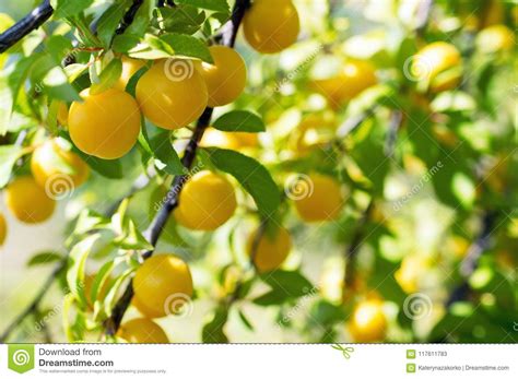 Ripe Yellow Plums Stock Image Image Of Agriculture 117611783