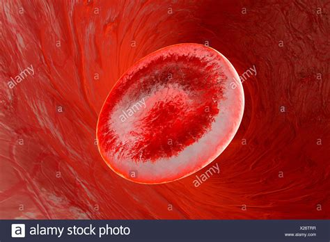 Erythrocyte Cell High Resolution Stock Photography And Images Alamy