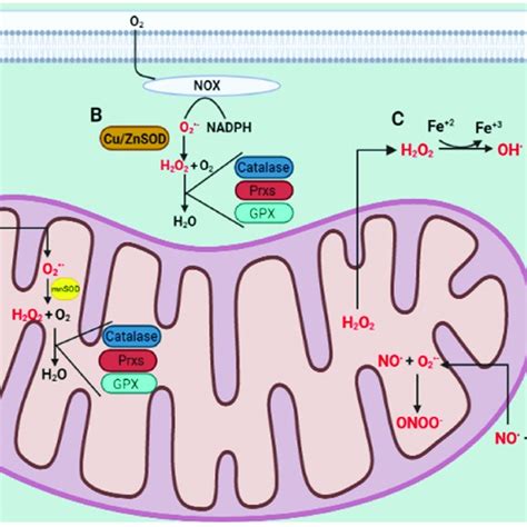 Ros And Rns Generation A The Mitochondria Are The Main Source Of