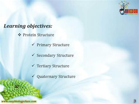 SOLUTION Protein Structure Ppt By Easybiologyclass Studypool