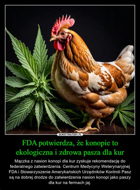 FDA potwierdza że konopie to ekologiczna i zdrowa pasza dla kur