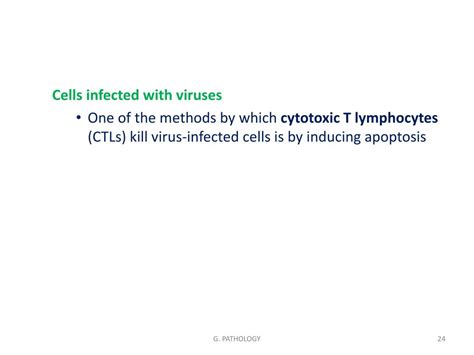 PPT - APOPTOSIS PowerPoint Presentation, free download - ID:7238789