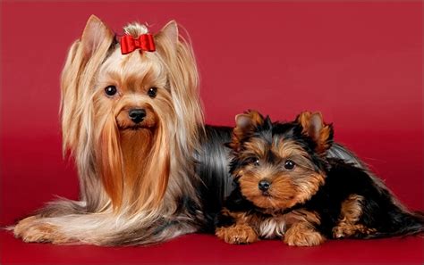 Yorkie Yorkshire Terrier Yorkie Welpen Yorkie Züchter Mini Yorkie Yor