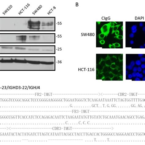 Knockdown Of Cancer Derived Igg Cigg Inhibited Sw Cell