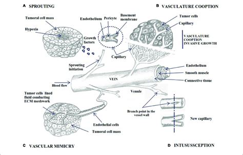 Schematic Outline Of Angiogenesis By 4 Different Mechanisms A