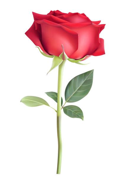 Clip Art Of A Single Long Stem Rose Illustrations Royalty Free Vector