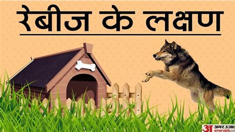 Rabies Occurs Not Only In Humans But Also In Animals Amar Ujala Hindi