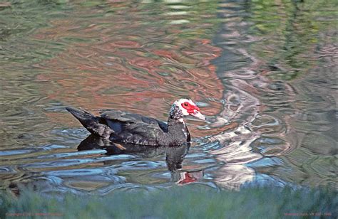 Photography by Fenichel: Muscovy Duck