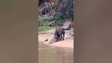 Jaguar Vs Crocodile Fight🐊🐯😱short Viral Animals Youtube